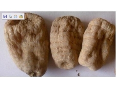 天麻春季大开张，麻农挖种地里忙图1