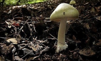 澳洲毒蘑菇涌现　官员提醒避免误食 ()
