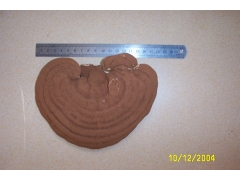 供应各种灵芝图1