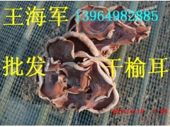 野生榆耳 纯野生榆耳 野生榆耳干货 野生菌榆耳批发图2