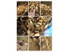 天麻种子、蜜环菌、天麻种植技术图1