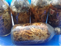 天麻种子、蜜环菌、天麻种植技术图2