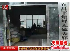 天麻种子、蜜环菌、天麻种植技术图3