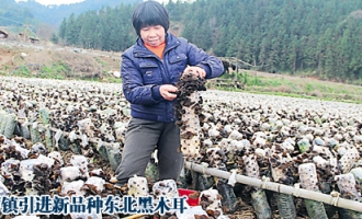 福建顺昌县大历镇引进东北黑木耳经济效益可观 ()