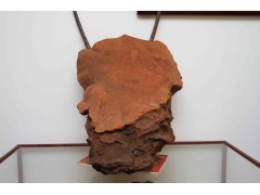 原始森林野生桑黄图1