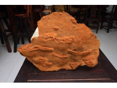 原始森林野生桑黄图3