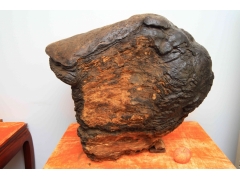 千年特大灵芝图1