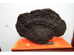 千年特大灵芝图2