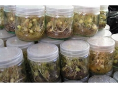 菌虫玻璃瓶 胜利瓶 种植玻璃瓶 江苏徐州玻璃瓶厂家图3