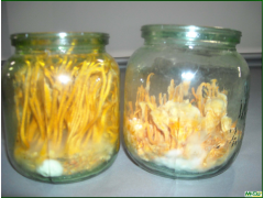 蘑菇菌玻璃瓶 食品菌瓶 江苏徐州玻璃瓶厂图2