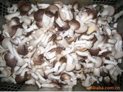 供应平菇，秀珍菇，鸡腿菇鲜货，盐渍产品图1