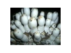 供应平菇，秀珍菇，鸡腿菇鲜货，盐渍产品图2