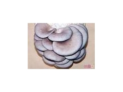 供应平菇，秀珍菇，鸡腿菇鲜货，盐渍产品图3