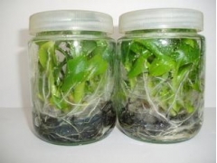 菌种瓶 虫草瓶 蓝花瓶 玻璃储物瓶 储物罐 组培瓶 食品瓶图1