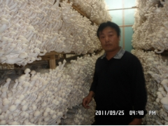 食用菌工厂化建设图2