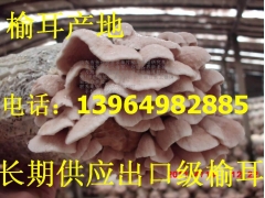 野生食用菌 野生菌榆耳 榆耳供应 自产自销榆耳 批发榆耳图3