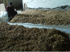 优质高产零代天麻种图3