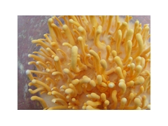 北虫草种植技术，种植虫草，人工种植虫草技术图1