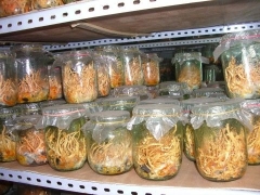 东虫夏草玻璃瓶及配套瓶盖图1