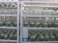 供应菌种培育设备兰花组培培育设备图1