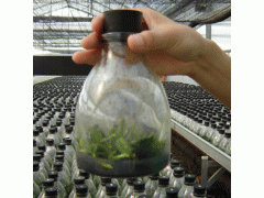 供应600-650ML的兰花菌种玻璃瓶及配套橡胶塞和塑料盖子图1