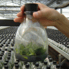 供应600-650ML的兰花菌种玻璃瓶及配套橡胶塞和塑料盖子