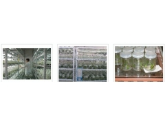 蘑菇菌种玻璃瓶兰花菌种玻璃瓶食用菌玻璃瓶马铃薯菌种玻璃瓶图1