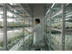 供应370ML马铃薯菌种玻璃瓶菌苗玻璃瓶图1