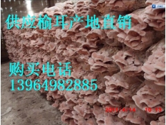 单片榆耳 单片榆耳干货 优质单片榆耳 榆耳干品图1