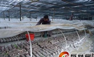 泉州永春香菇栽培给农民带来实惠 ()