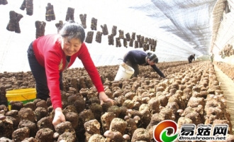 岫岩黄花甸镇反季节香菇生产取得成功 ()