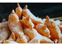 人工种植天麻前景，种植天麻加盟，天麻回收价格图1