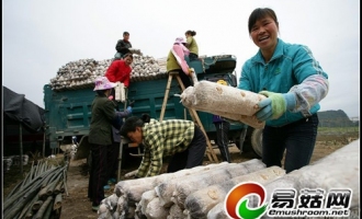 柳州市注重扶持食用菌产业发展 ()
