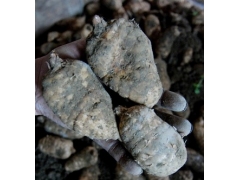 人工天麻种植加盟图1