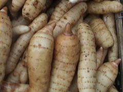 人工种植天麻技术，室内种植天麻图1