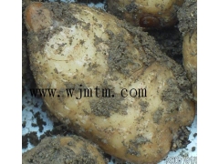 天麻种植技术图3