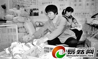 龙岩武平县食用菌产业实现产值1.8亿元 ()
