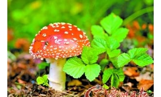 蘑菇有无毒　请勿乱采食 ()