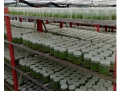 食用菌种瓶 虫草瓶 玻璃储物瓶 储物罐 组培瓶厂家直销图3