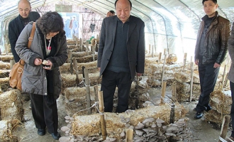 丁伦保：“点草成菇”成就蘑菇梦 ()