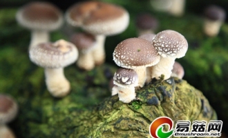 舞阳县电力保证香菇生产大发展　 ()