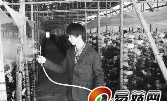 邵武市引种台湾白背木耳受市场欢迎 ()