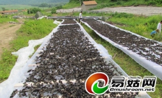 ”黑牡丹“是林业职工致富的绝对法宝 ()