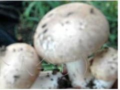 优质大白口蘑菌种图1