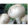 优质大白口蘑菌种