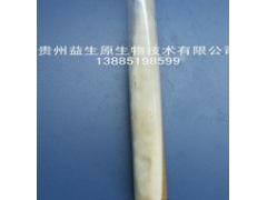 高产蛹虫草菌种图1