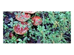 面向全国供应野生松蘑图1