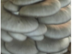 供应平菇菌种图1