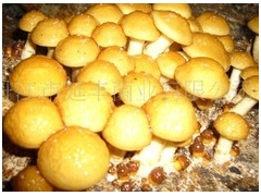 出售优质高产滑子蘑菌种图1