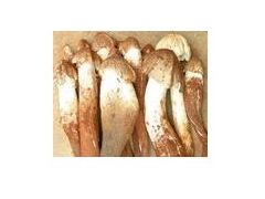 我公司有竹荪菌种出售图1